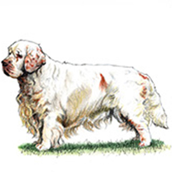 Spaniel - Clumber - Click Image to Close